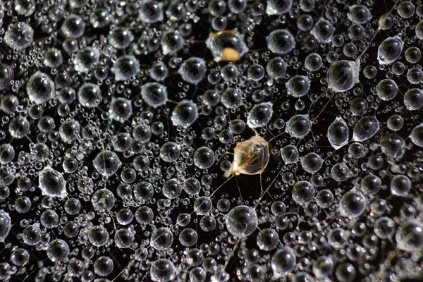 Gotas en tela de araña — Foto de Stock