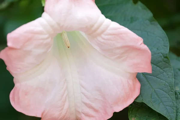 Flor Datura — Fotografia de Stock