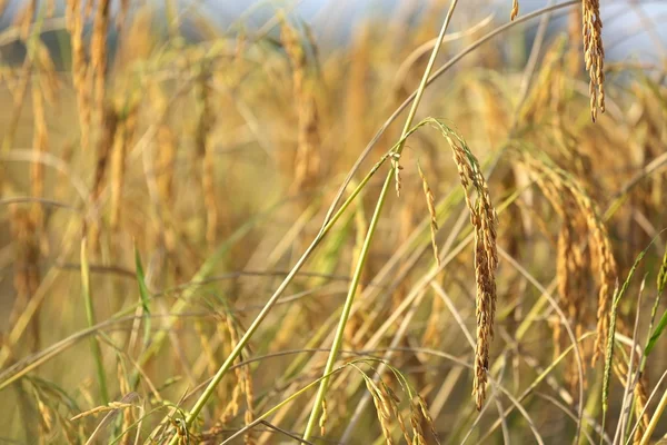 Ripe rice detail — Stock Photo, Image