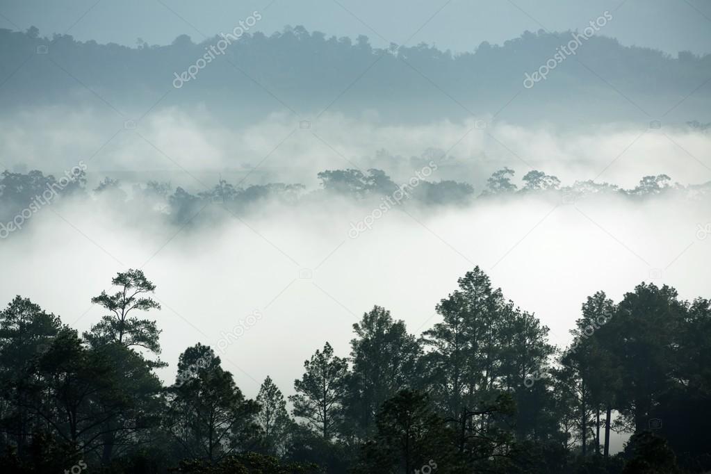 Tropical forest morning fog