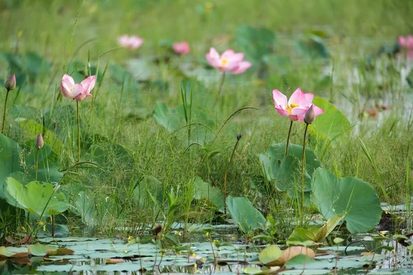 Lotusblumenwiese — Stockfoto