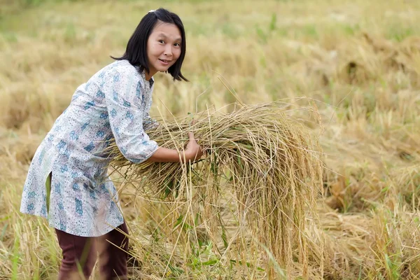 Mujer cosechando arroz — Foto de Stock