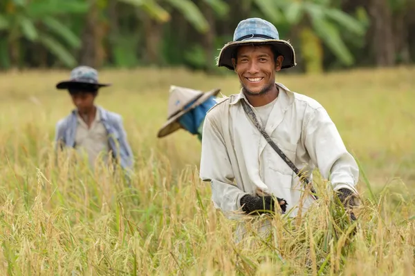 Щасливі тайський фермер Стокове Фото