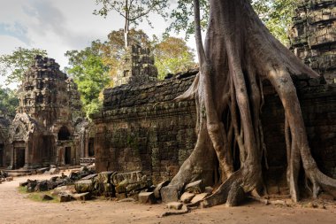 Angkor Ağaç kökleri