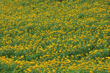 kadife çiçeği tarlası