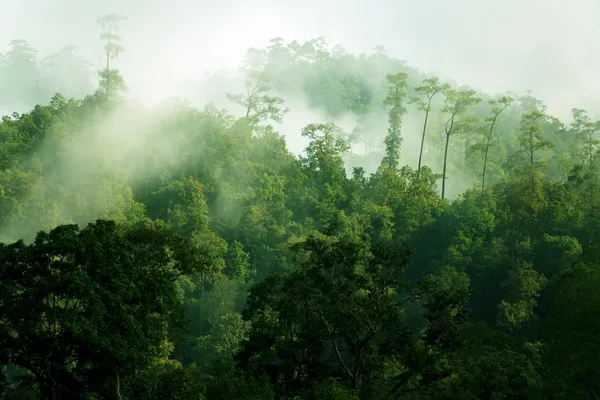 Mañana bosque tropical brumoso — Foto de Stock