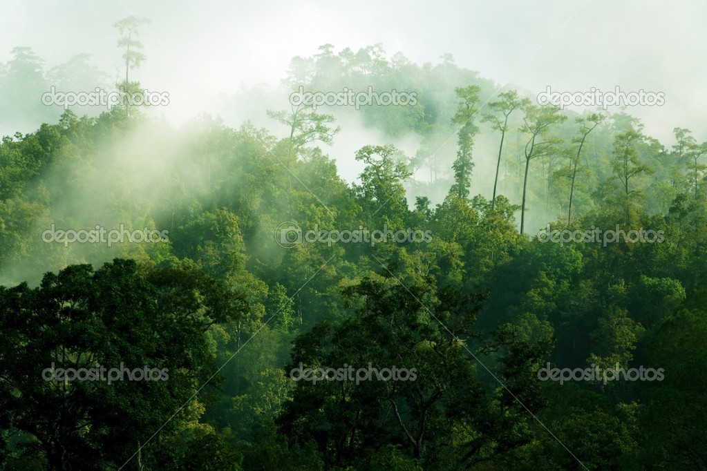 Morning misty tropical forest