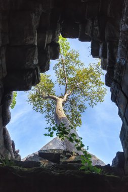 ağaç ve Tapınak