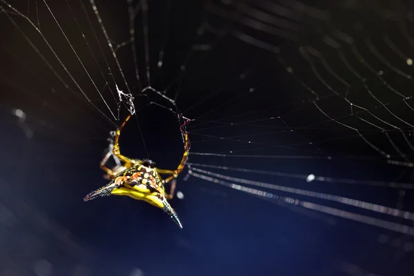 Спинной шар-паук — стоковое фото