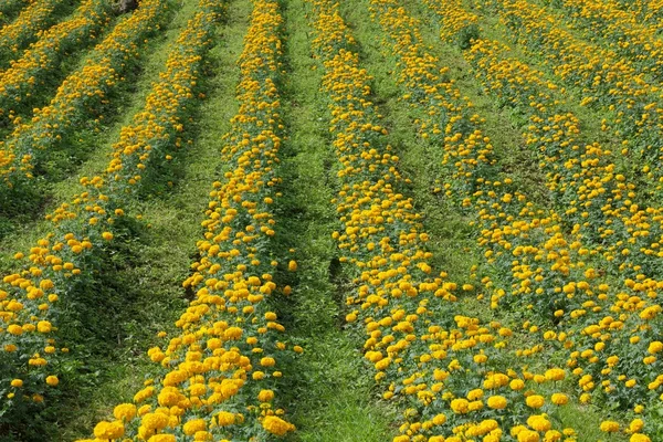 マリーゴールドの花畑 — ストック写真