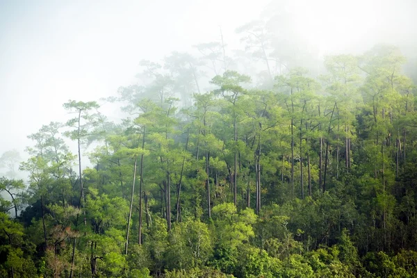 Fog in forest — Stock Photo, Image