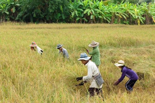 Tayland pirinç hasat — Stok fotoğraf