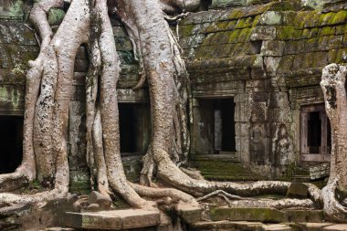 Angkor ta prohm Tapınağı