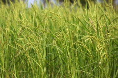 Yeşil pirinç tarlası