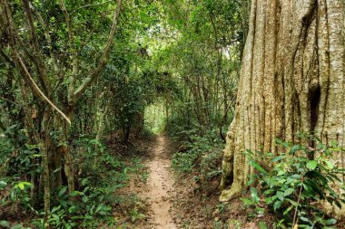 tropikal orman yolu