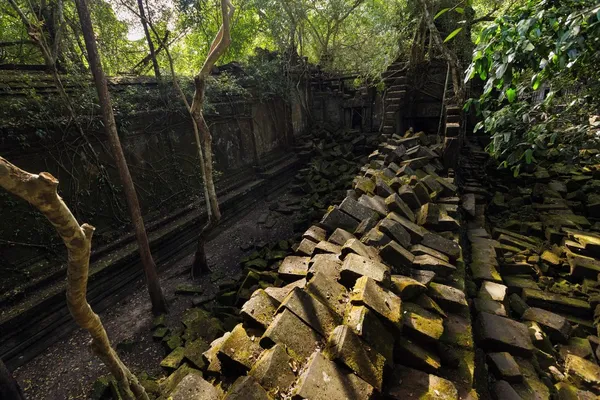 Exploração da selva — Fotografia de Stock