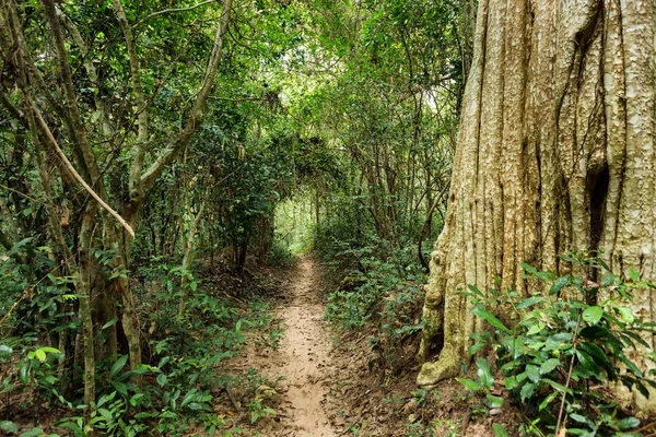 Tropisk skog väg — Stockfoto