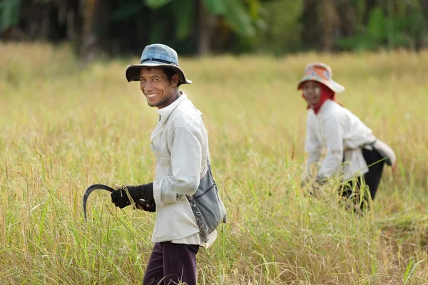 Lavoratori di riso — Foto Stock