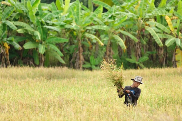 Man harvesting rice — Stock Photo, Image