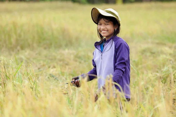 Girl harvesting rice — Stock Photo, Image