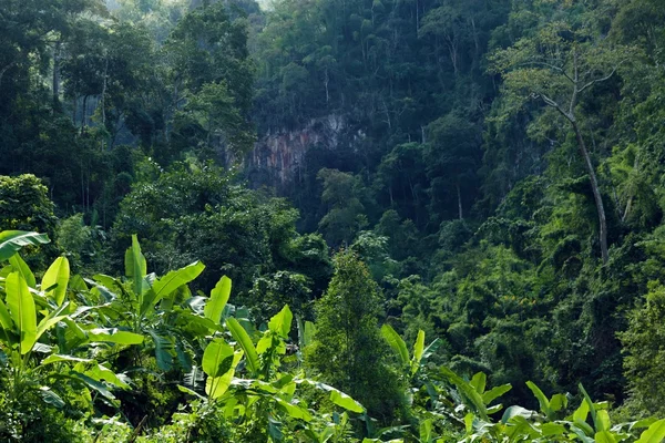 Tropical moutnain landscape