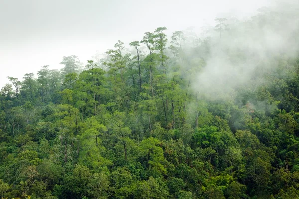 Niebla en el bosque — Foto de Stock