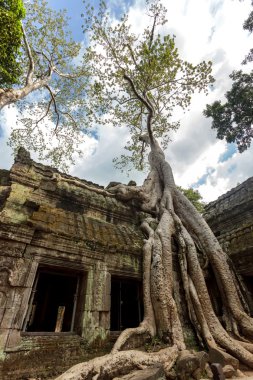 ta prohm Tapınağı