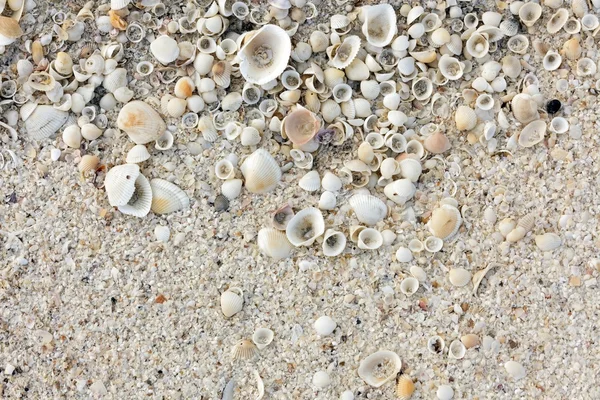 Shell fond de sable — Photo