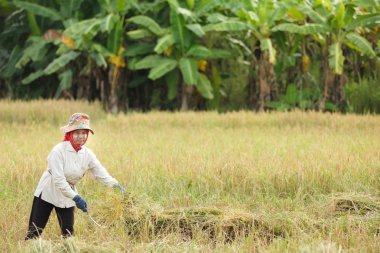 pirinç hasat çiftçi