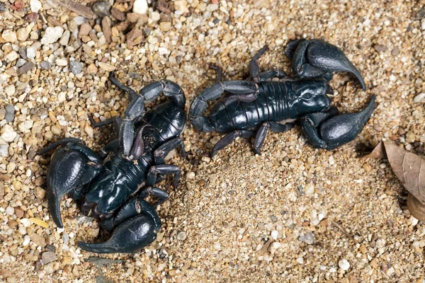 Big black scorpions — Stock Photo, Image