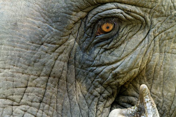 Азіатський слон очей — стокове фото