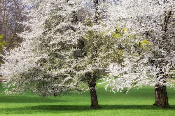 Tavaszi cseresznyefa — Stock Fotó
