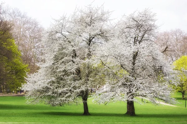 Cherry tree spring — Stock Photo, Image