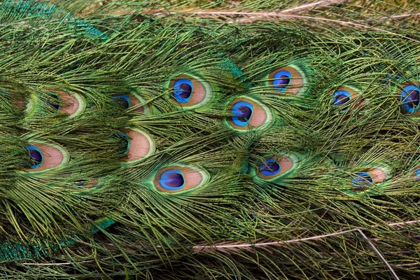 Peacock Plumage — Stock Photo, Image