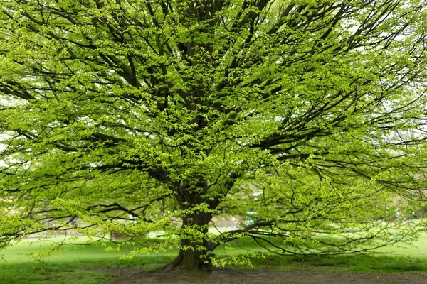 Hornbeam árbol en primavera —  Fotos de Stock