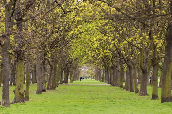 Tree park alley — Stock Photo, Image