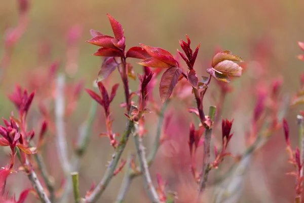 Nouvelle pousse de rose — Photo