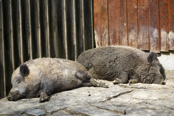 Dois porcos selvagens — Fotografia de Stock