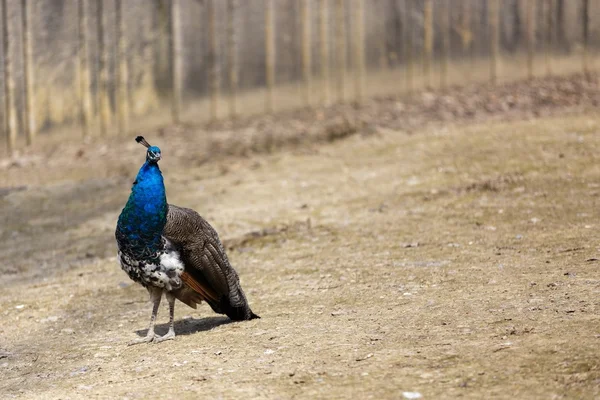 Peacock female — Stock Photo, Image