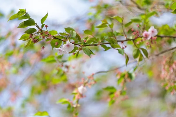 Cherry tree virágok — Stock Fotó