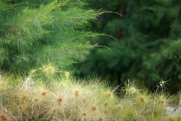 熱帯海岸植物 — ストック写真