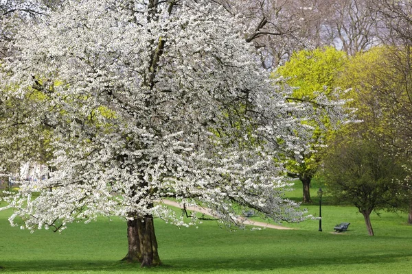 Cherry tree spring — Stock Photo, Image