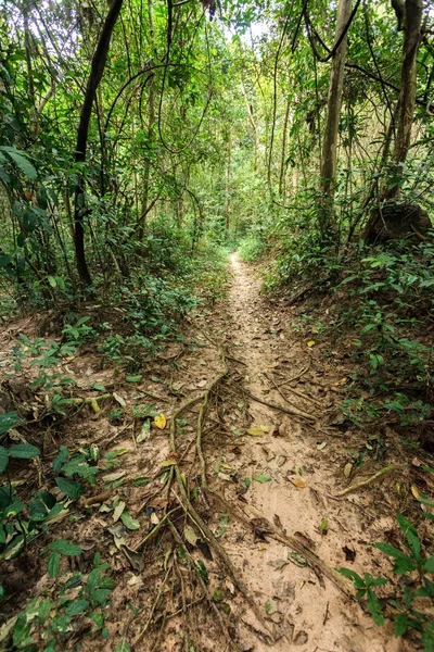 Regenwoud trail — Stockfoto