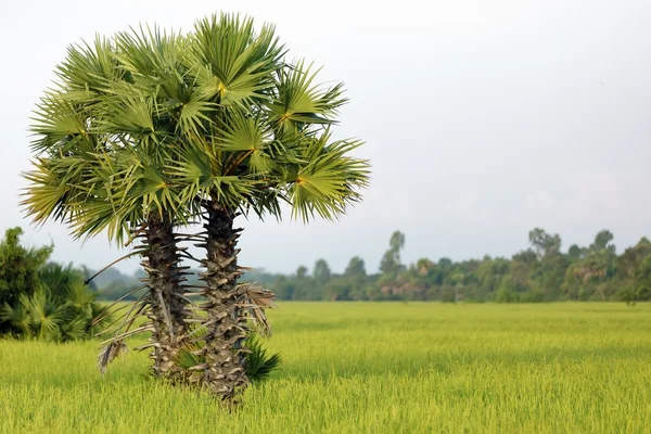 Пальмове дерево і рис — стокове фото