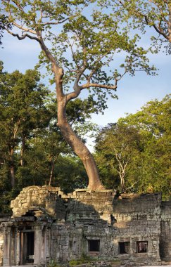 ta prohm Tapınağı