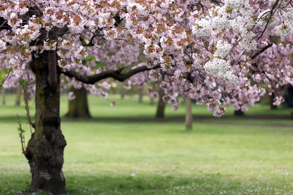 Cherry tree blossom Stock Photo