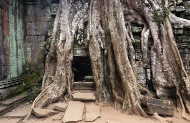 ta prohm Ağaç kökleri