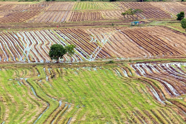 Рисові поля візерунком — стокове фото