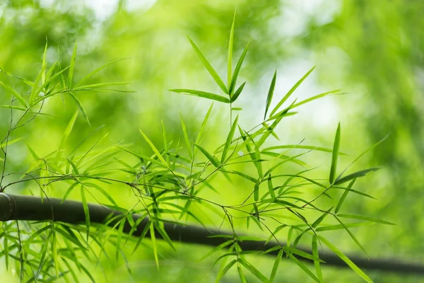 Bambu Yaprakları — Stok fotoğraf