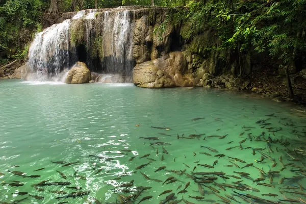 Cascada y peces — Foto de Stock